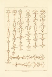 Metamorfosis